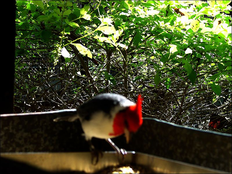 gal/holiday/Brazil 2005 - Foz do Iguacu Birds Sanctuary/Bird_Sanctuary_Iguacu_DSC07138.jpg